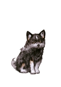 Final Fantasy XVI (FF16) - Torgal (Puppy)
