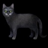 SaGa: Emerald Beyond (SaGa: EB) - Korat (Kitty Collector)