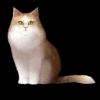 SaGa: Emerald Beyond (SaGa: EB) - Ragamuffin (Kitty Collector)