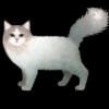 SaGa: Emerald Beyond (SaGa: EB) - Ragdoll (Kitty Collector)